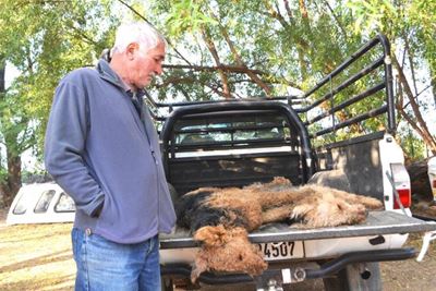 Twee honde vergiftig