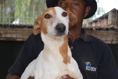 Nuwe diere vir aanneming