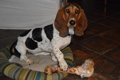 Support SPCA during Animal Week