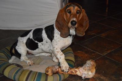 Support SPCA during Animal Week