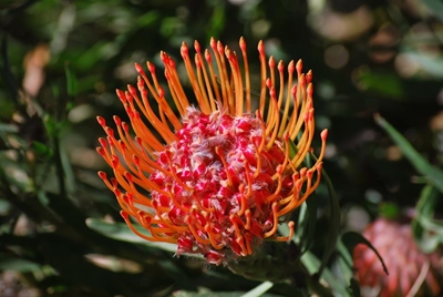 Mossel Bay Flower Show in September