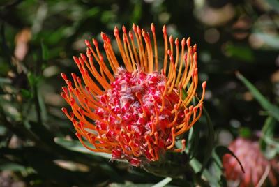 Mossel Bay Flower Show in September