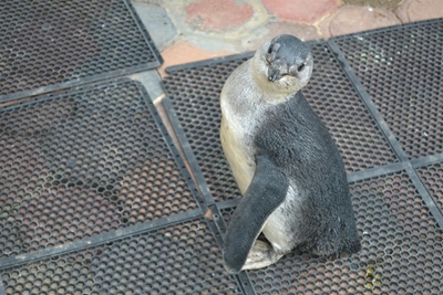 Dankie, Mosselbaai!
