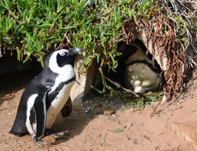 Little 'Happy Feet' on their way
