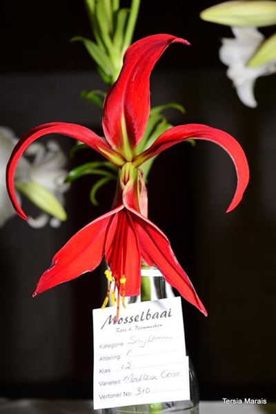 October sees annual Flower Show