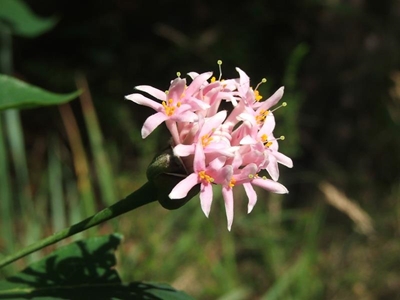 Now in bloom