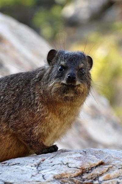 Dassies moving into town