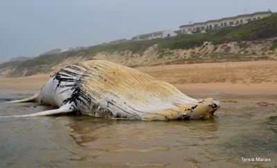 Boggelrugwalvis spoel uit