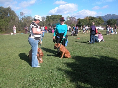 SPCA Bark in the Park a great success
