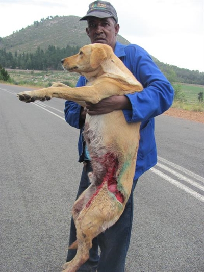 Baboon attacks dog