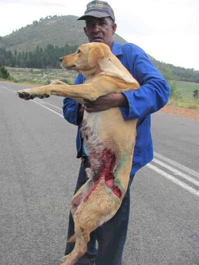 Baboon attacks dog