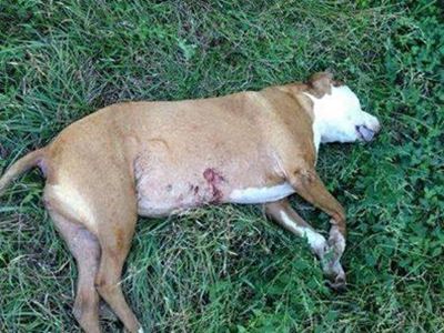 Family traumatised after shooting of dog