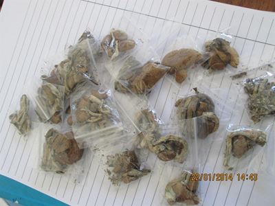 Update: Drug dealer arrested in Blanco
