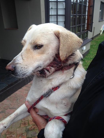 Animal welfare benefits from Boerie Bash