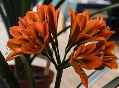 Clivias van verskillende kleure