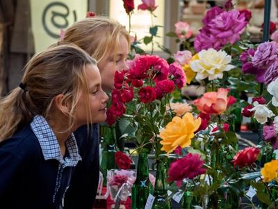 Knysna in bloom