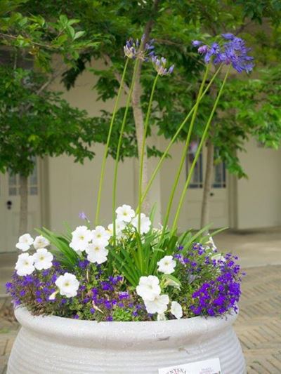 Knysa in Bloom despite the winter