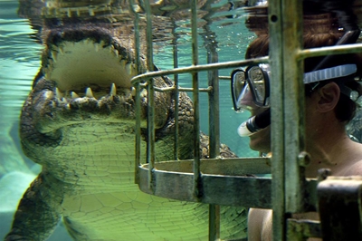 Come nose to snout with a Croc