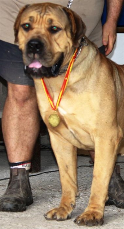 Kampioen boerboele by Diasfees