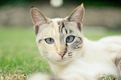 Kleine Lily oorleef slangbyt
