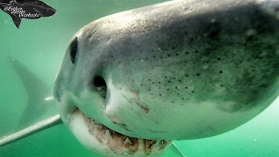 Paddle out for sharks this weekend