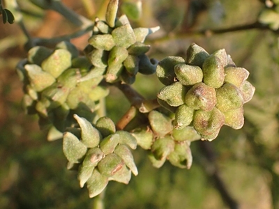 Anyone can use biocontrol to fight black wattle