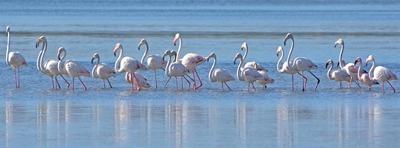 Flamingos visit Plettenberg Bay