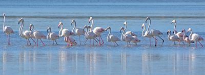 Flamingos visit Plettenberg Bay