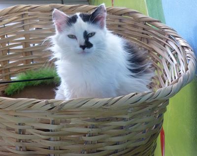 Cats for adoption at SPCA