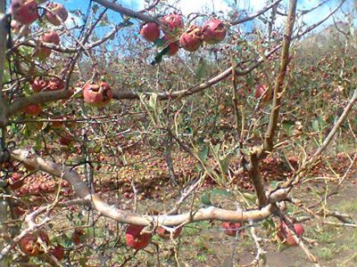 Hael vernietig hele appeloes