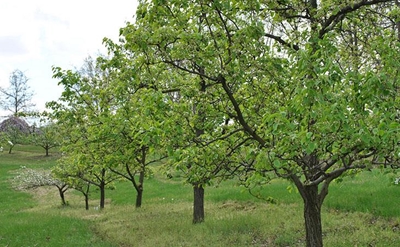 100 000 trees for Hessequa
