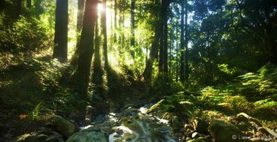 Vote and save a forest