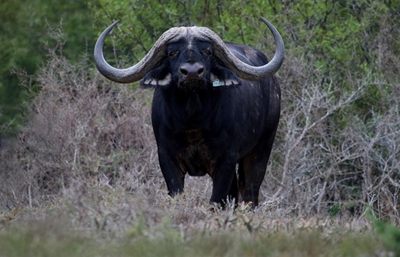 Eastern Cape makes its mark in game breeding