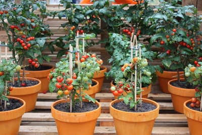 How to get your garden ready for spring