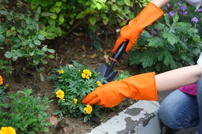 What to do in your garden in August