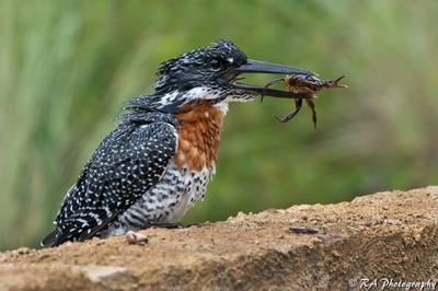 Bird hide opens at Botlierskop