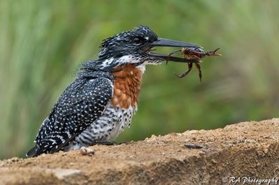 Bird hide opens at Botlierskop