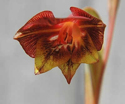 Blooming bulb alters development design