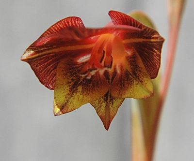 Blooming bulb alters development design