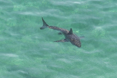 Massive sharks spotted in Plett