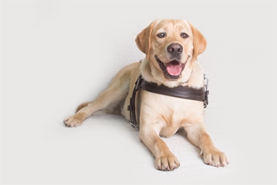Tomorrow is International Guide Dog Day