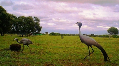 Baby Blue Crane spotted at PetroSA Nature Reserve