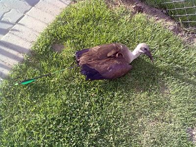 Update: Hadeda arrow shooting condemned