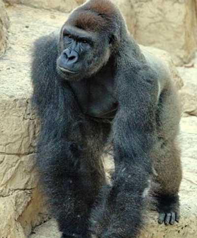 Local expert reacts to gorilla shooting