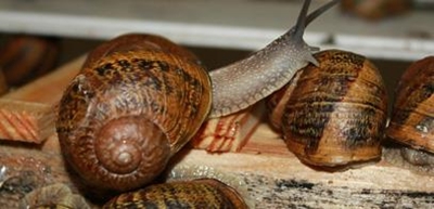 Voedselaanleg: Eerste vir Mosselbaai en SA