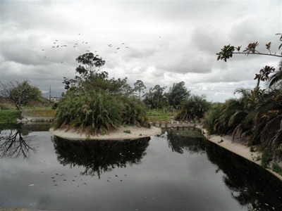 Tree felling leads to loss of habitat