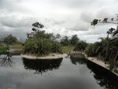 Tree felling leads to loss of habitat