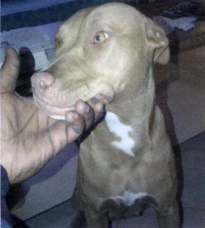 Dog theft on the rise