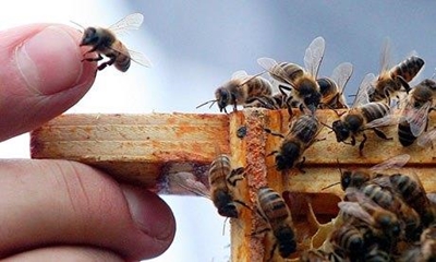 Western Cape bee population threatened