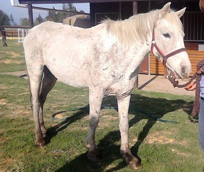 Horse welfare needs your help